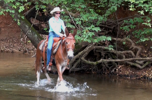 gaited mule